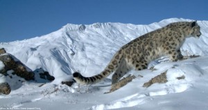 Snow Leopard trust pic1